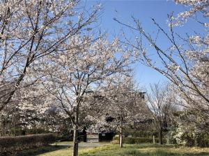 ソメイヨシノと民家
