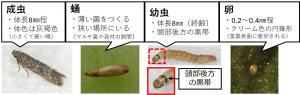 トマトキバガの成虫から卵の図画像