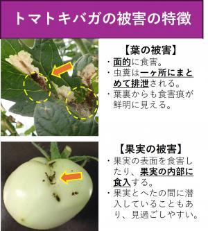 トマトキバガ被害の特徴の図画像