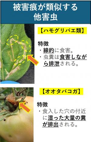 被害痕が類似する他害虫の図画像