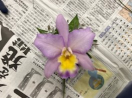 出来上がったコサージュの画像