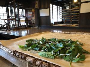 桑の葉を広げる様子