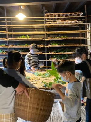 棚の前での桑くれ