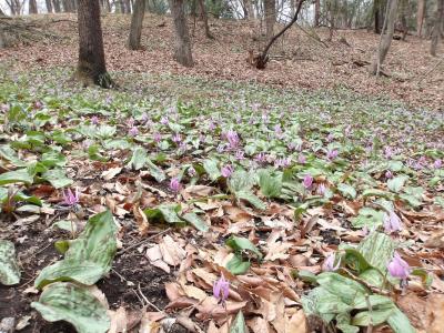 群生ずるカタクリ