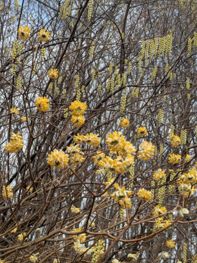 キブシとミツマタ