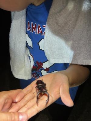 夜の観察会でクワガタムシを発見