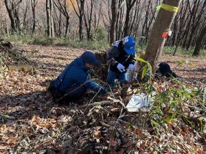 オオムラサキ幼虫調査の様子