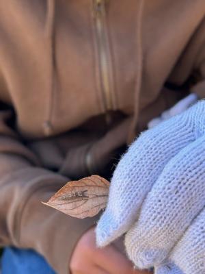 オオムラサキの幼虫１