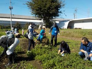 落花生掘り１