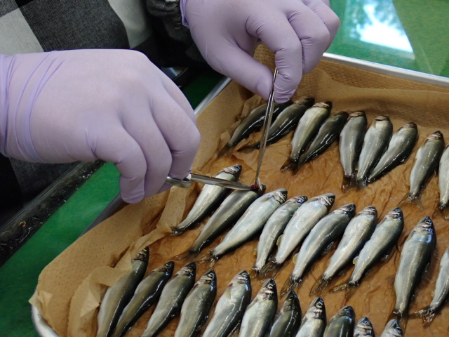 アユ稚魚から検査部位を採取の写真