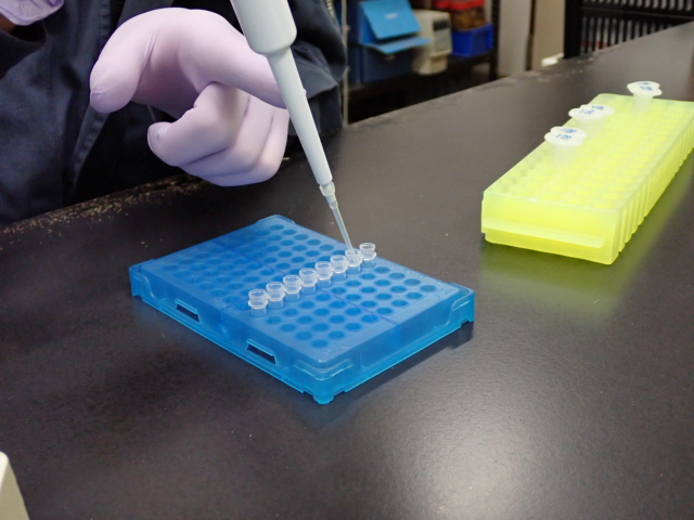 Ｐｃｒ検査の写真1