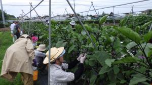 ナス管理の実習の様子写真
