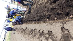 サトイモ定植の様子の写真