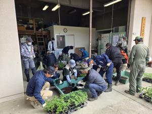 トマトの鉢上げの様子の写真