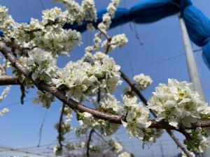 スモモ「貴陽」満開の画像