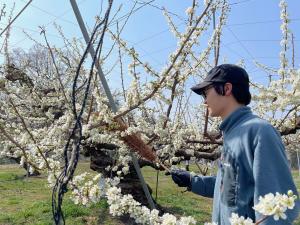 学生による授粉作業の画像