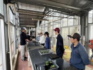 キクの挿し芽の画像