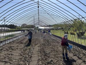 キクの定植の画像