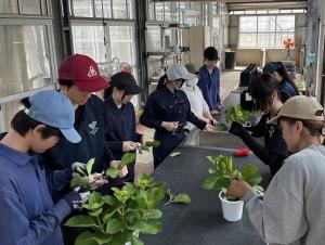 アジサイ採穂・挿し木の画像