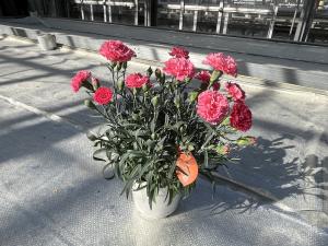 カーネーションの画像