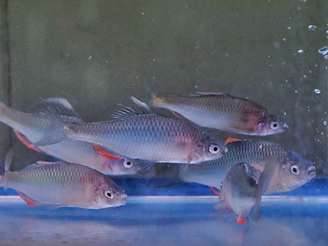 ヤリタナゴの写真