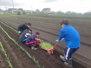 ネギ定植の画像