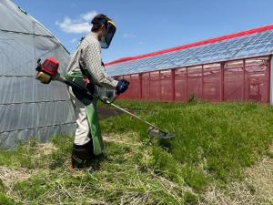 刈払い作業実習の写真