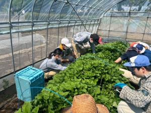 サツマイモ苗収穫実習の写真