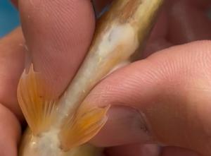 キンブナ_オス-精子の写真