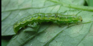 オオタバコガ幼虫の写真