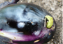 ナス果実に食入する オオタバコガ幼虫の写真