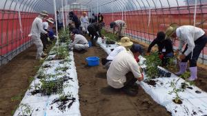 トマトの定植作業の様子写真