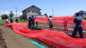 ナスに被覆資材を設置する様子写真