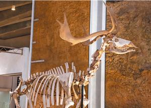 オオツノジカの全身骨格の写真