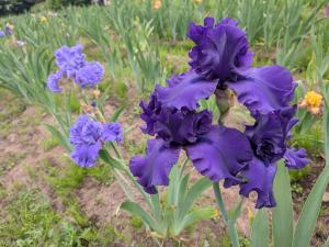 ジャーマンアイリスの写真