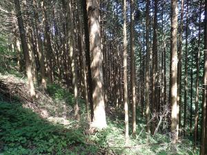 エイチワンの森　現地写真