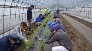 トマトの定植の様子写真
