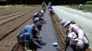 エダマメの播種の様子写真