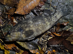 外来生物「コウライオヤニラミ」について写真1