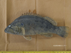 外来生物「コウライオヤニラミ」について写真2