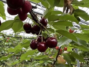 紅さやかの写真