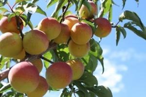 ゆみまるの画像