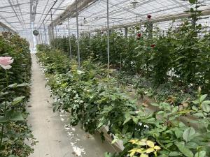 ビフォーの画像