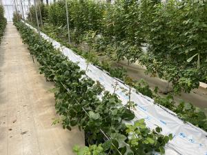 アフターの画像