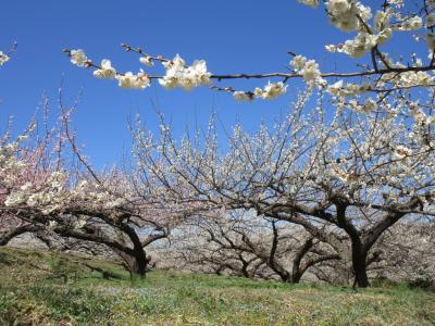 秋間梅林の梅の花の写真