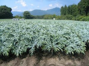 立毛共進会出品ほ場の写真