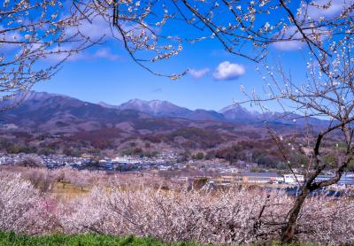 榛名梅林の梅の花の写真
