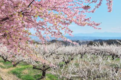 箕郷梅林の梅の花と河津桜の写真