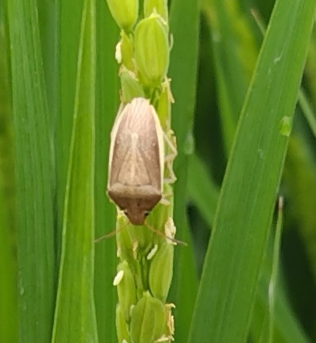 水田内の成虫の画像