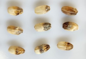 吸汁被害により発生した斑点米の画像